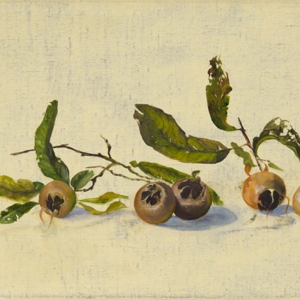 Medlars