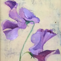 Lathyrus